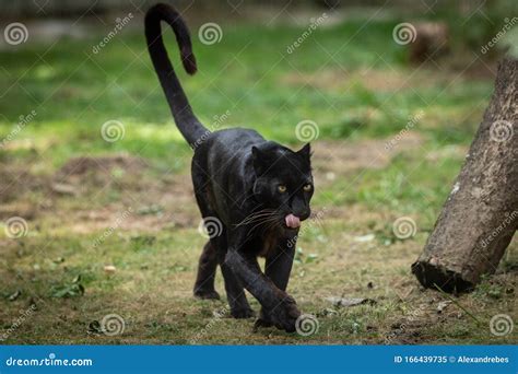 Black Panther Walking In The Jungle Stock Image Image Of Dangerous