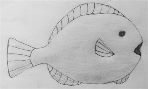 Pencil drawing of fish | Fish drawings, Sketches, Drawings