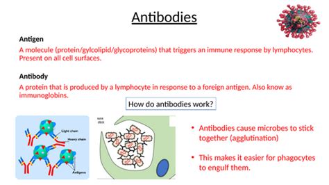 A Level Aqa Biology Immunity Bundle Teaching Resources