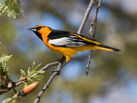 Types Of Orioles | Bird Watching Pro