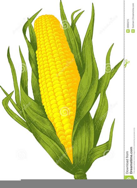 Free Clipart Of Corn Stalks Free Images At Clker Vector Clip