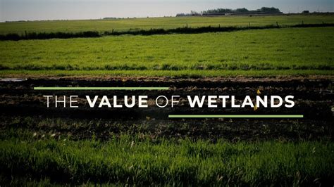 The Value Of Wetlands Youtube