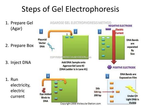 Steps Of Gel Electrophoresis