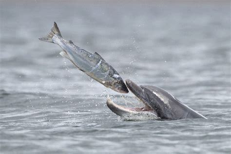 Hungry Dolphin Eats Salmon Whole