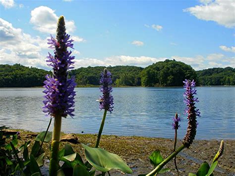 Water Plants Names List With Pictures/Photos on Green Gardens