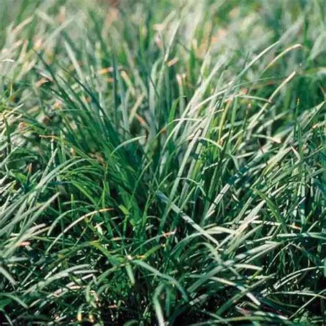 How To Grow And Care For Mondo Grass Gardeners Path