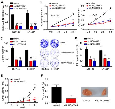 Effects Of Linc Knockdown On Pc Cell Proliferation A Du And