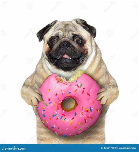 Dog Eats A Pink Donut Stock Photo Image Of Break Holds 135517650