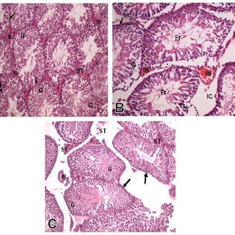 A A Photomicrograph Of A Transverse Section Of A Control Rat Testis