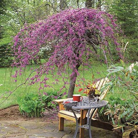 Dwarf Weeping Redbud Tree