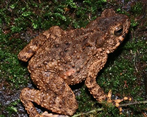 Hewan Dilindungi Di Taman Nasional Ujung Kulon