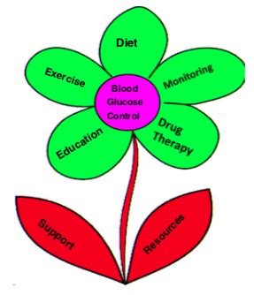 Diabetes Management Flashcards Quizlet