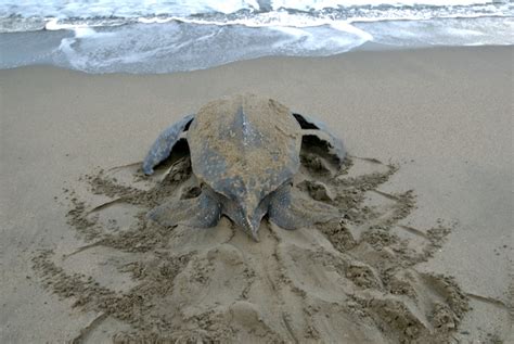 Sea Turtle Diet — SEE Turtles