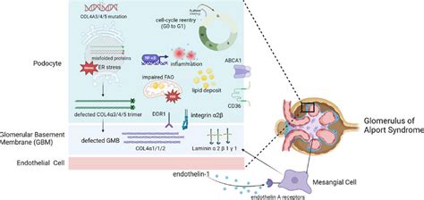 Pathogenic Mechanisms Of Intrinsic Cells And Basement Membrane In