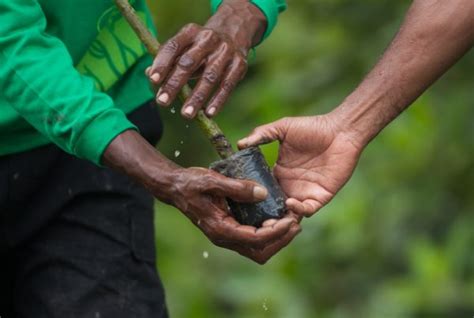 Livelihoods Building Resilient Communities And Ecosystems Alongside