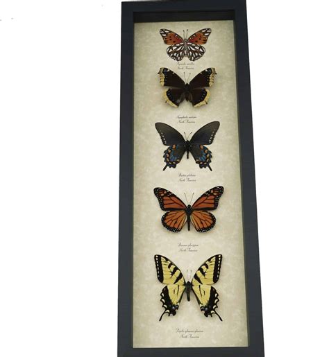 North American Butterfly Collection Real Framed Butterflies