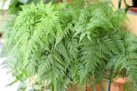 Rabbit S Foot Fern Davallia Fejeensis All You Need To Know