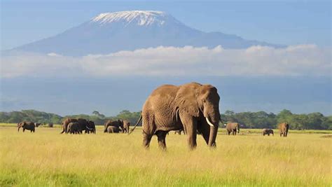 Amboseli National Park Wildlife Park Kenya Self Drive Kenya