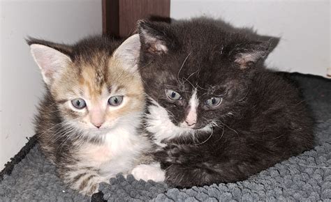 2 Süsse BKH Maine Coon kitten Schwesing Mischlings Kätzchen