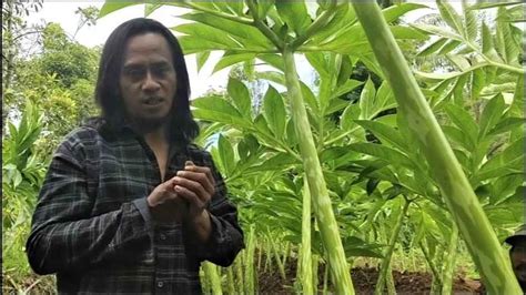 PELUANG AGRIBISNIS PORANG TANAMAN YANG BERNILAI EKONOMI TINGGI DI