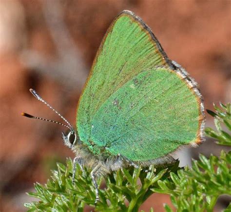 Green Hairstreak Butterfly Callophrys Rubi Identification Guide