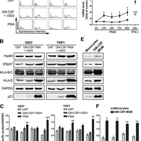 Modulation Of U937 Susceptibility To Nk Mediated Lysis Upon Pma Induced Download Scientific