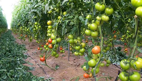 Tomate En Invernadero Qu Tener En Cuenta Para Optimizar La Producci N