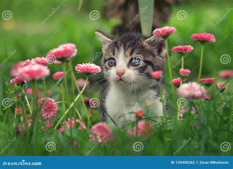 Incredible Compilation Of Over 999 Adorable Kitten Pictures Captivating Collection Of Full 4k