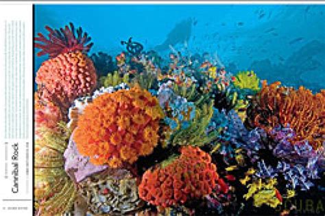 Scuba Diving Magazine 2007 Screensaver | Scuba Diving