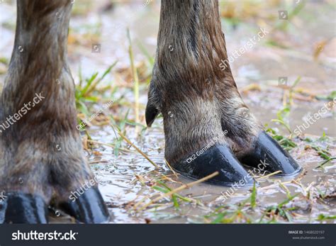 close buffalo hoof  ground background stock photo