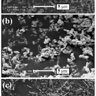 Sem Micrographs Of A Ag B Co And C Mno Powders Used As