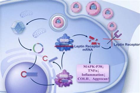 Acs Applied Materials Interfaces X Mol