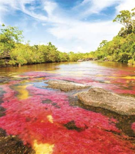 Caño Cristales - Nature & Adventure in Colombia - Travel Just 4U