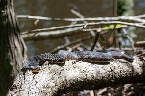 Southern Watersnake South Carolina Partners In Amphibian And Reptile