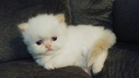 Cfa Male Flame Point Persian Himalayan Kitten Youtube