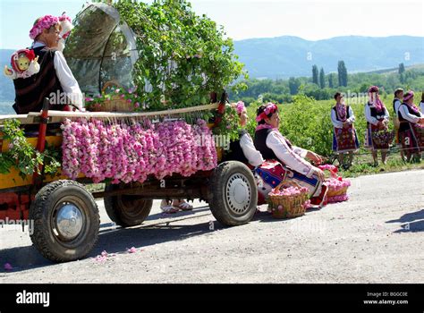 rose-picking in Bulgaria Rose Valley Europe Stock Photo - Alamy