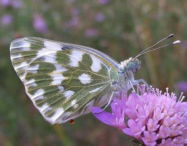 Parco Nazionale Arcipelago Toscano Novit Il Parco Nazionale