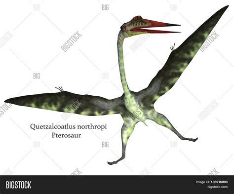 Quetzalcoatlus Reptile Image And Photo Free Trial Bigstock