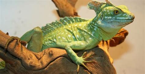 Green Basilisk Care Guide & Species Profile