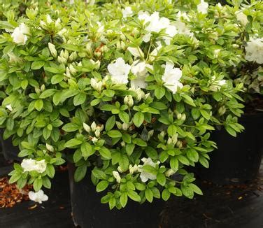 Rhododendron Girard Pleasant White Girard Hybrid Azalea From Pleasant