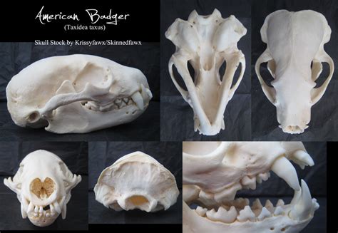 Skull Stock: American Badger by Krissyfawx on DeviantArt