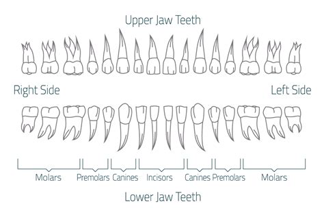 Why Are Canine Teeth Important