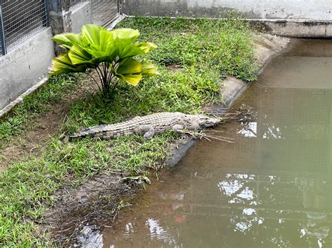 philippine crocodile conservation center  sanctuary