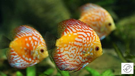 Jaljeev Aquariums And Aquatic Pets