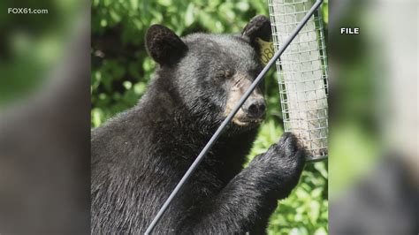 Recent Bear Attack Has Connecticut Officials Issuing Warnings