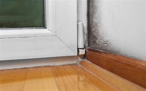 how to know if your home has mold