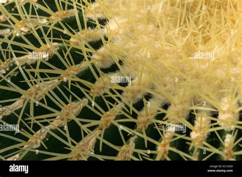 Echinocactus Grusonii Cactaceae Golden Barrel Cactus Stock Photo Alamy