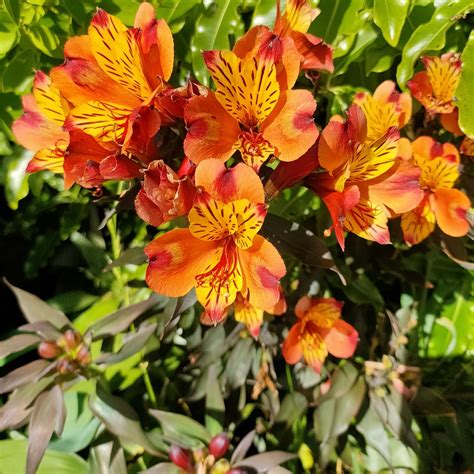 Alstroemeria Indian Summer Peruvian Lily Pikirangi Online Garden