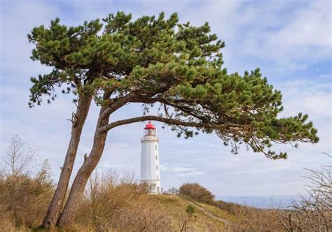 Boat Trip To The Island Of Hiddensee From Zingst Getyourguide