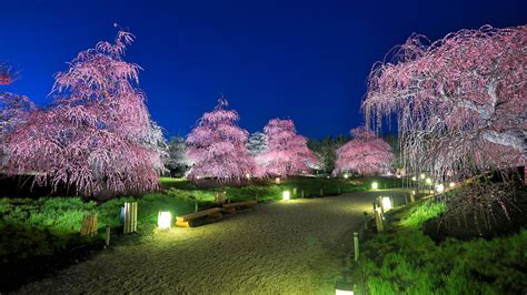 Images Tokyo Japan Nature Park Street Lights Flowering 1920x1080